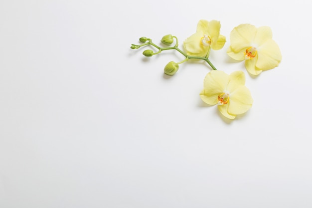 Flores de orquídeas amarillas sobre blanco