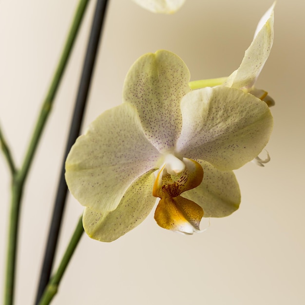 Flores de orquídeas amarillas sobre fondo marrón
