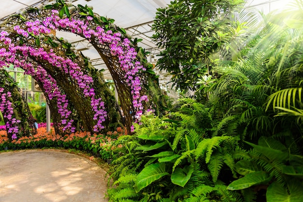 Foto flores de orquídeas en el árbol en el jardín