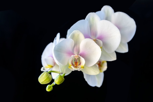 Foto flores de orquídeas blancas, aisladas en negro. flores para el hogar, pasatiempos, estilo de vida.