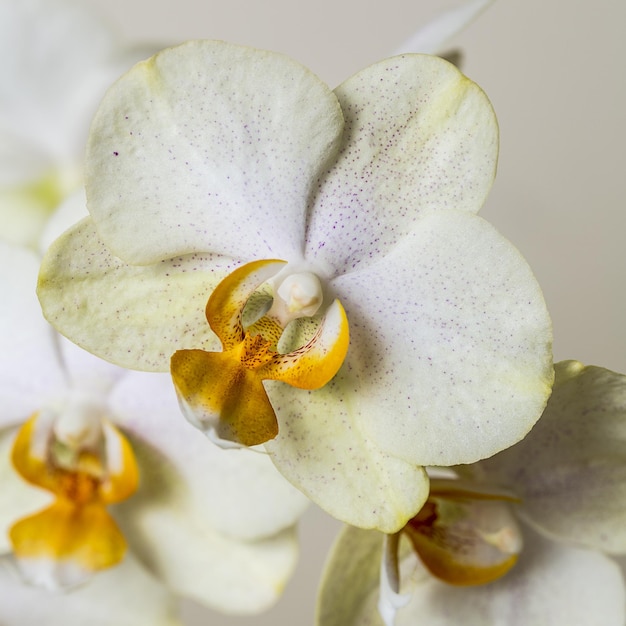 Flores de orquídeas blancas amarillas sobre fondo marrón