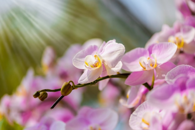 Flores de orquídeas blancas en el árbol