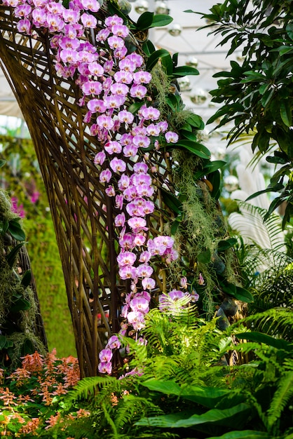 Flores de orquídeas blancas en el árbol