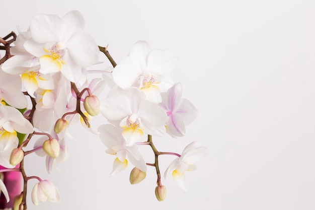 Flores de orquídeas blancas. Copia espacio