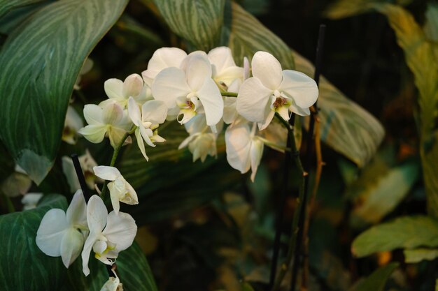 Flores de orquídeas blancas florecen en el jardín botánico Foto de alta calidad