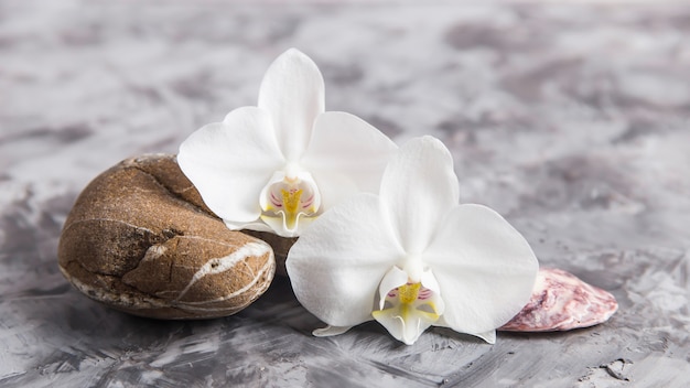 Flores de orquídeas blancas junto a piedras de mar y conchas sobre un fondo gris