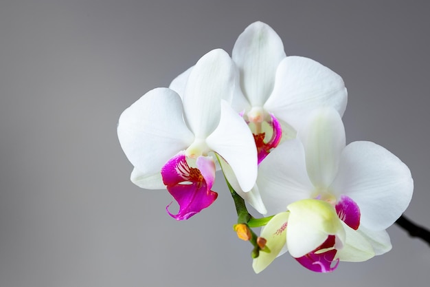 Flores de orquídeas blancas en rama verde