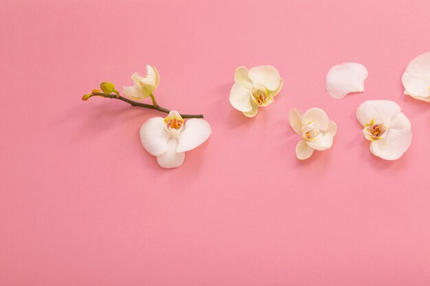 Flores de orquídeas blancas sobre fondo rosa