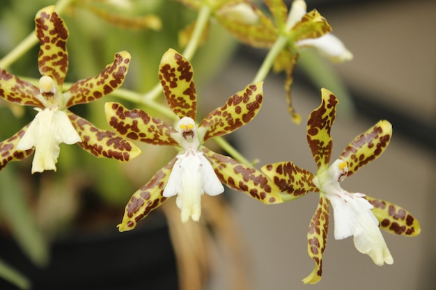 Foto flores orquideas com detalhes de cafés