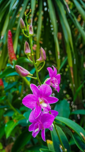 Flores de orquídeas dendrobium victoria-reginae en el jardín botánico de Singapur