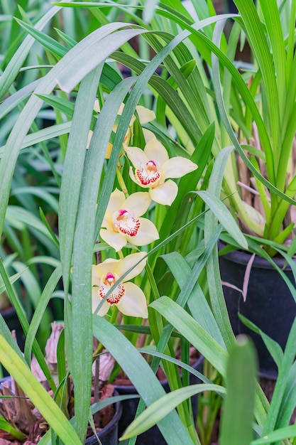 Flores de orquídeas exóticas amarillas en jardín botánico