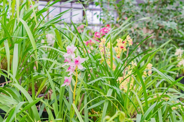 Flores de orquídeas exóticas amarillas y rosadas en jardín botánico