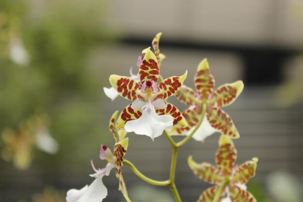 Foto flores orquideas extravagantes