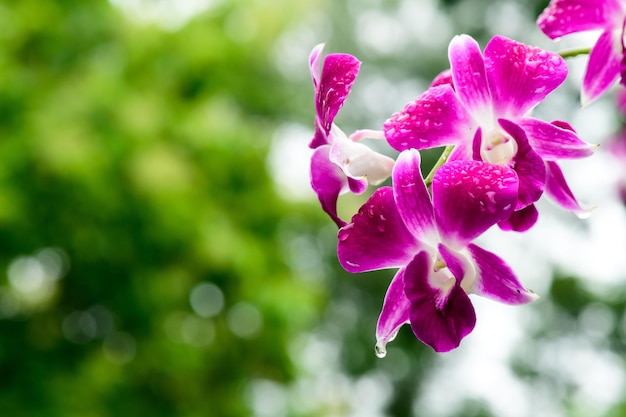 Flores de orquídeas frescas moradas en el jardín