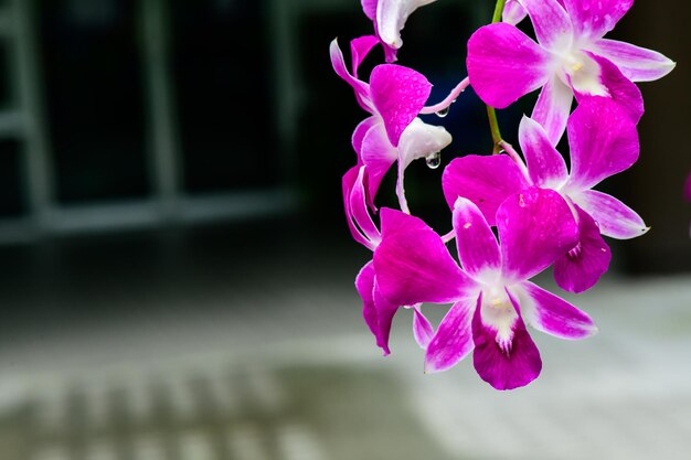 Flores de orquídeas frescas moradas en el jardín