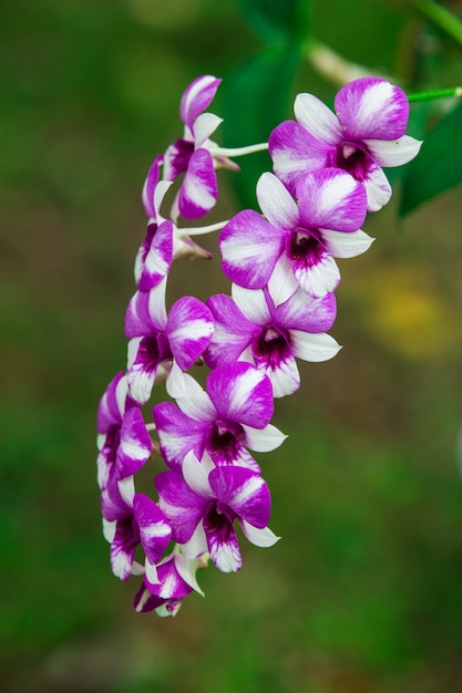 Flores de orquídeas con hermosos colores.