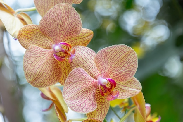 Flores de orquídeas en el jardín. Phalaenopsis Orchidaceae