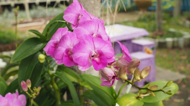 flores de orquídeas en el jardín