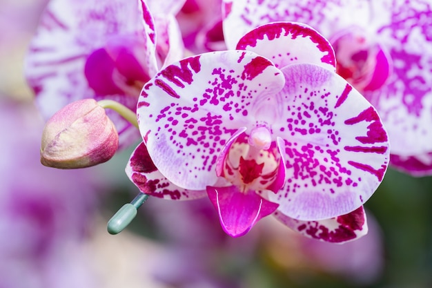 Flores de orquídeas en el jardín.