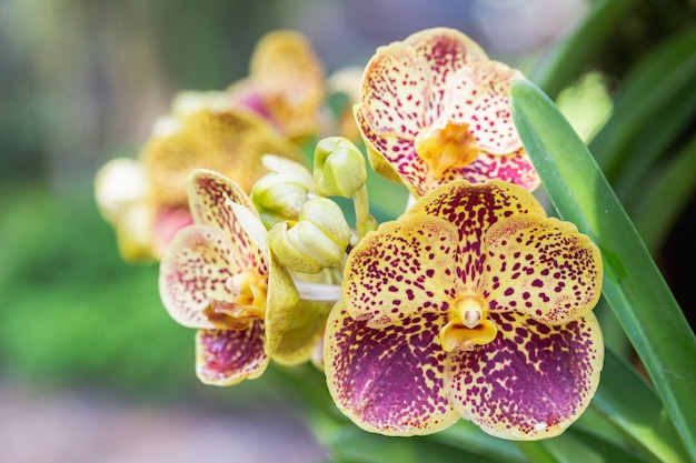 Flores de orquídeas en el jardín.