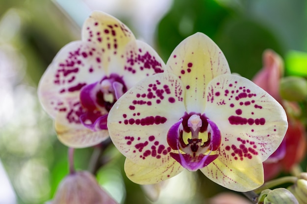 Flores de orquídeas en el jardín.