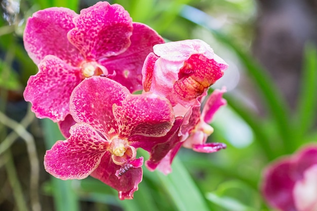 Flores de orquídeas en el jardín.