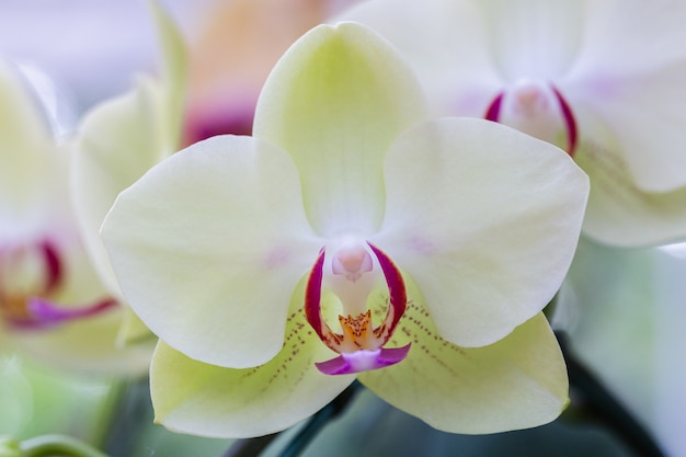 Flores de orquídeas en el jardín.