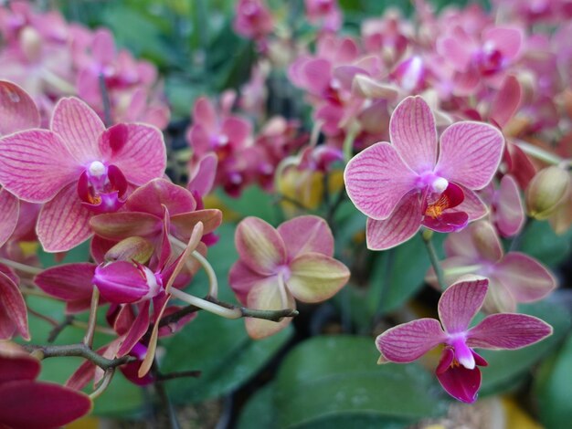 flores de orquídeas en el jardín