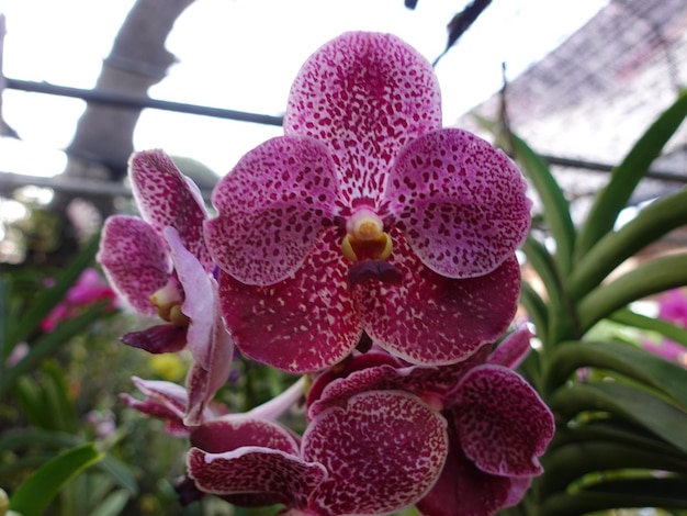 flores de orquídeas en el jardín