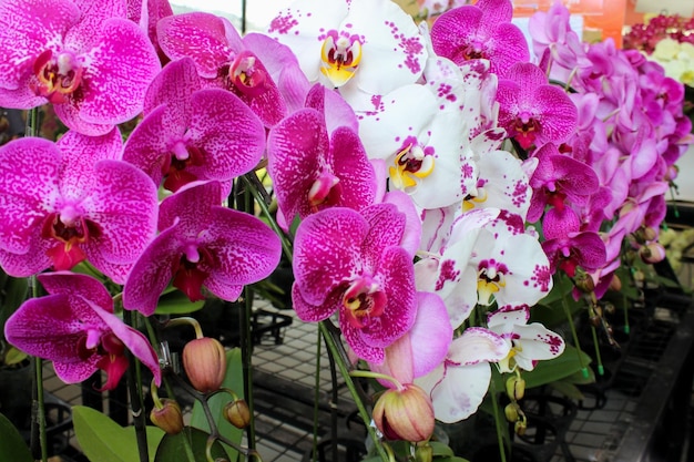 Flores de orquídeas de luna blanca y rosa o puspa pesona nombre científico Phalaenopsis amabilis