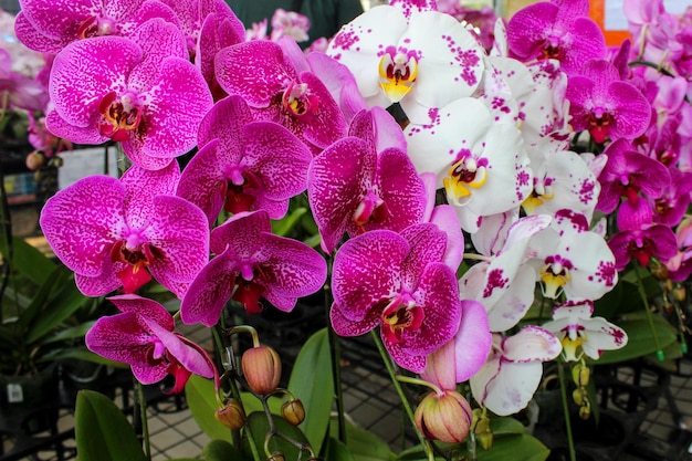 Flores de orquídeas de luna blanca y rosa o puspa pesona nombre científico Phalaenopsis amabilis