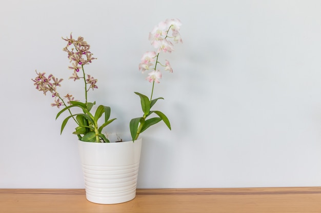 Flores de orquídeas en una maceta blanca sobre una mesa de madera