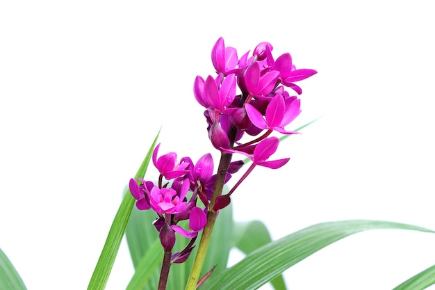 Flores de orquídeas moradas aisladas sobre fondo blanco