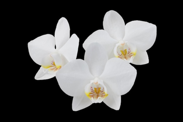 flores de orquídeas phalaenopsis blancas en un tallo, aisladas