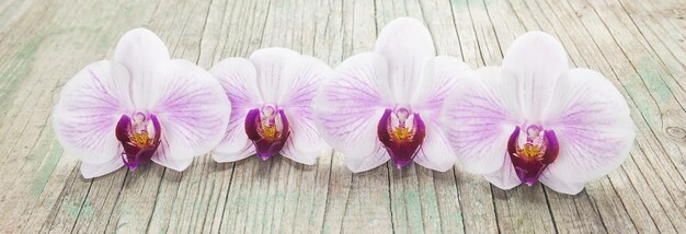 Flores de orquídeas Phalaenopsis en una fila sobre fondo de madera