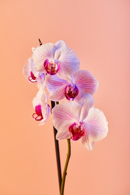 Flores orquídeas phalaenopsis flores blancas con venas rosadas y núcleo sobre fondo rosa