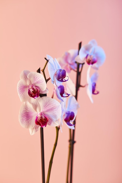 Flores orquídeas phalaenopsis flores blancas con venas rosadas y núcleo sobre fondo rosa