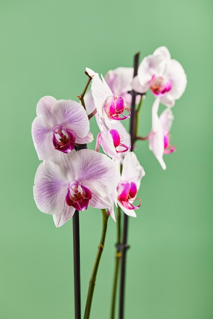 Flores orquídeas phalaenopsis flores blancas con venas rosadas y núcleo sobre fondo verde