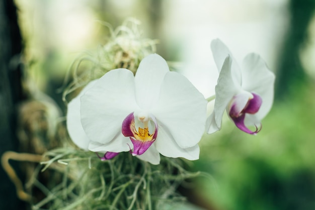 Flores de las orquídeas de Phalaenopsis