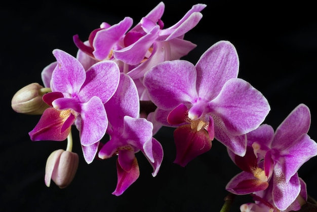 Flores de orquídeas Phanaelopsis