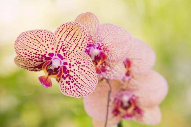 Flores de orquídeas Pink