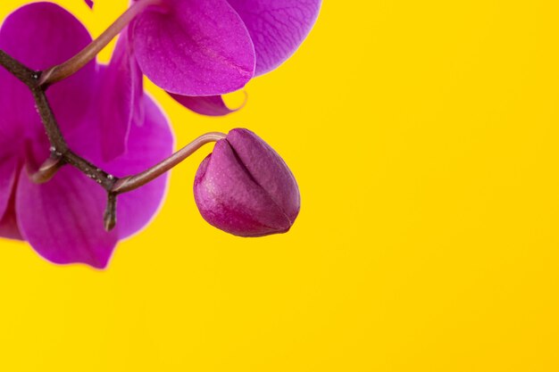 Foto flores de orquídeas púrpuras en copyspace amarillo brillante