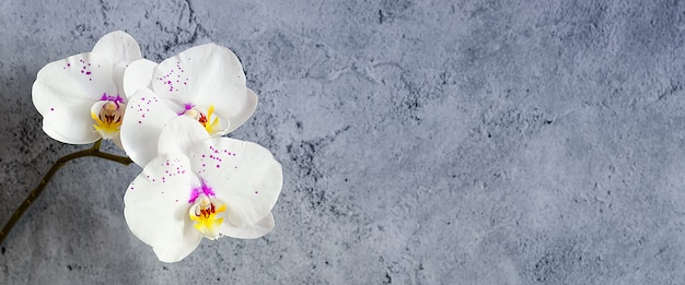 Flores de orquídeas en una rama contra una pared de estuco, maqueta