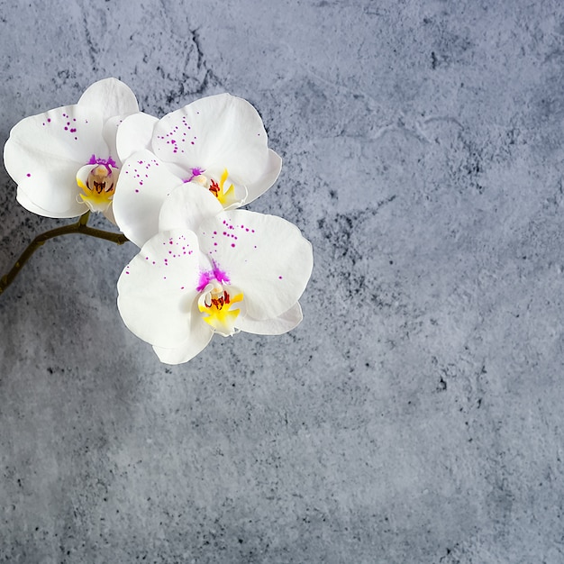 Flores de orquídeas en una rama contra una pared de estuco