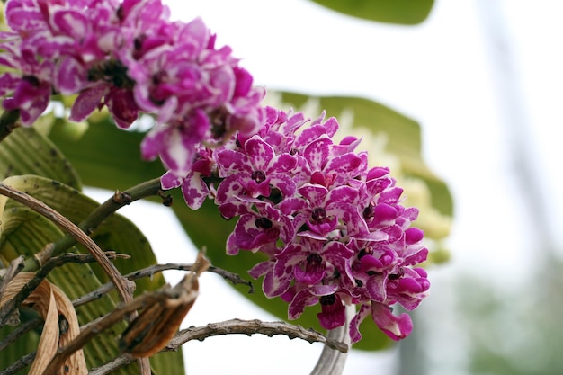 Flores de orquídeas Rhynchostylis gigantea en el jardín