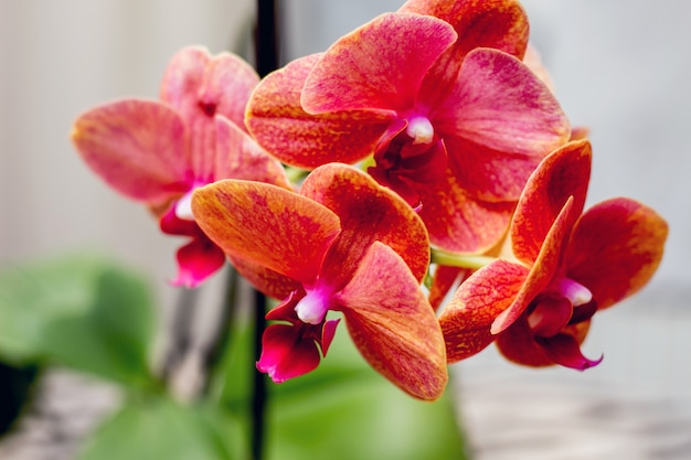 Flores de orquídeas rojas y pétalos