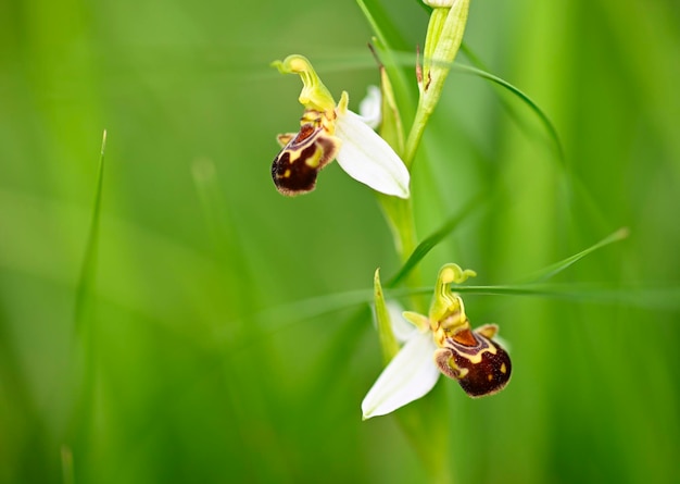 Flores de orquídeas silvestres que florecen en el prado italiano