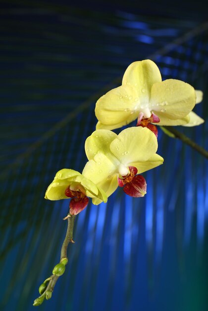 Flores de orquídeas sobre fondo de colores oscuros