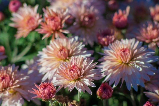 Flores de otoño de arbusto de crisantemo de color beige en el jardín