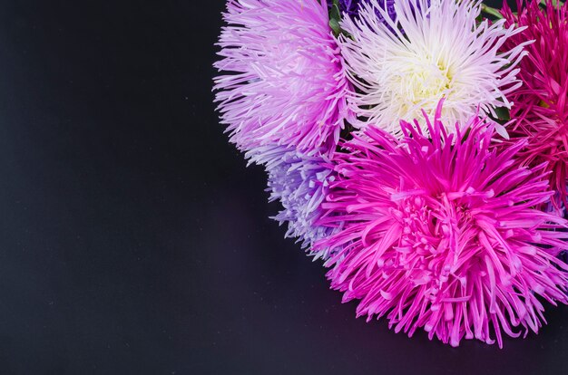 Flores de otoño aster multicolor